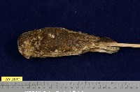 藏品(黃嘴角鴞)的圖片